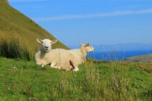Schafe in Schottland