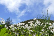 Blumenvielfalt auf Madeira