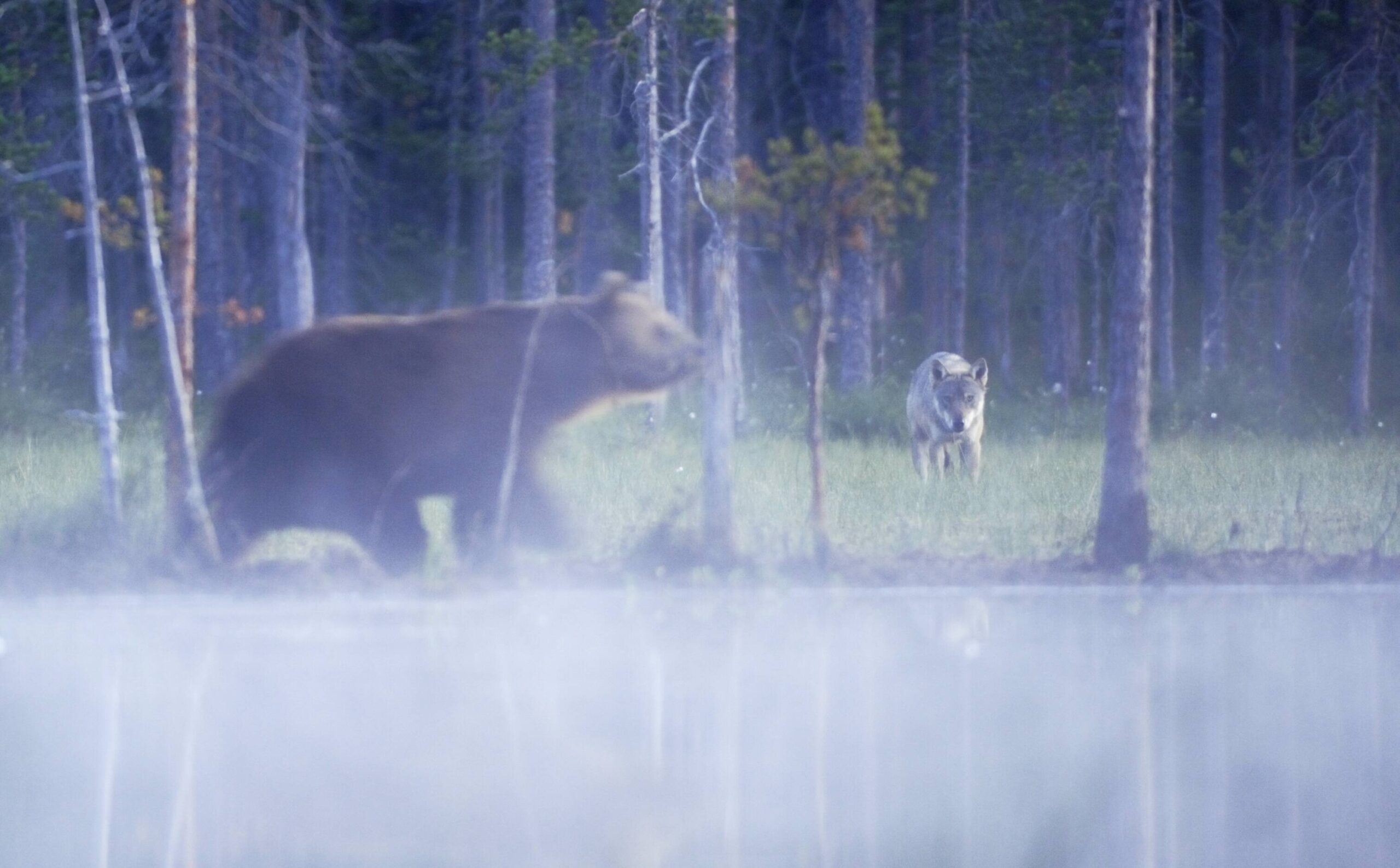 Bär und Wolf Begegnung
