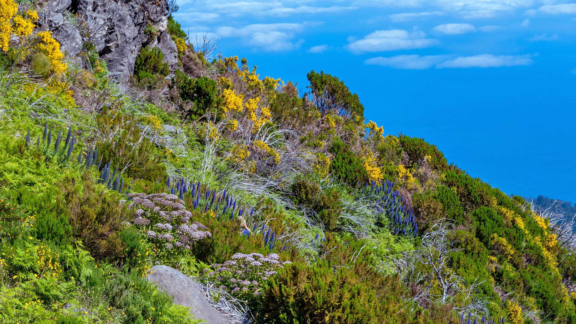 Madeira Fauna und Flora